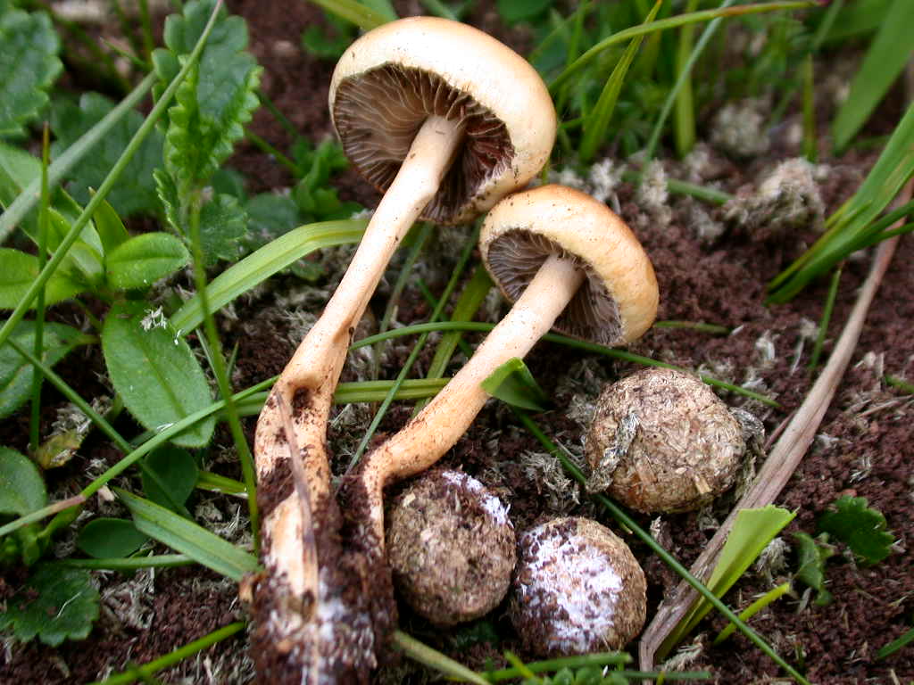 2 Maggio 2009  Agrocybe pediades